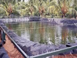 LDPE Sheet
